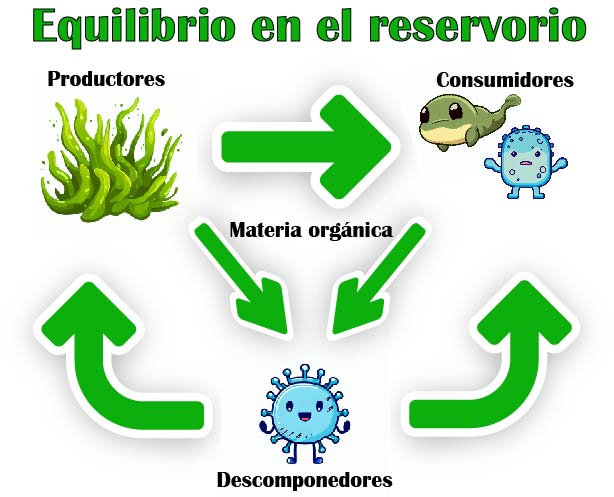 Gráfico educativo sobre el ecosistema en la estabilización de un reservorio