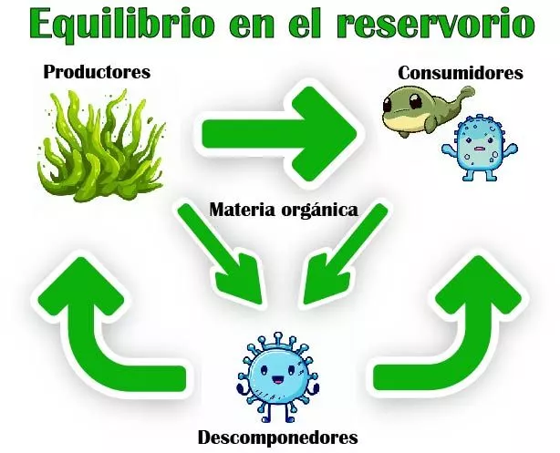 Gráfico ilustrativo de ciclo dentro del reservorio