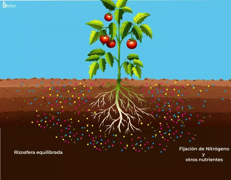 Rizosfera equilibrada