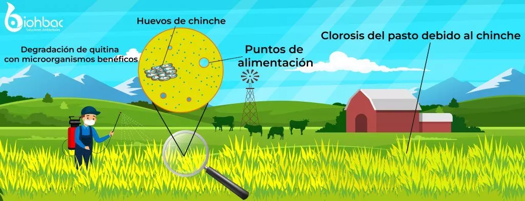 Clorosis en granja y cultivos