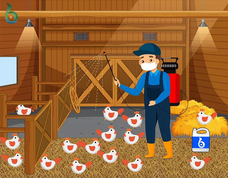 Aplicación de bacterias benéficas en gallinero