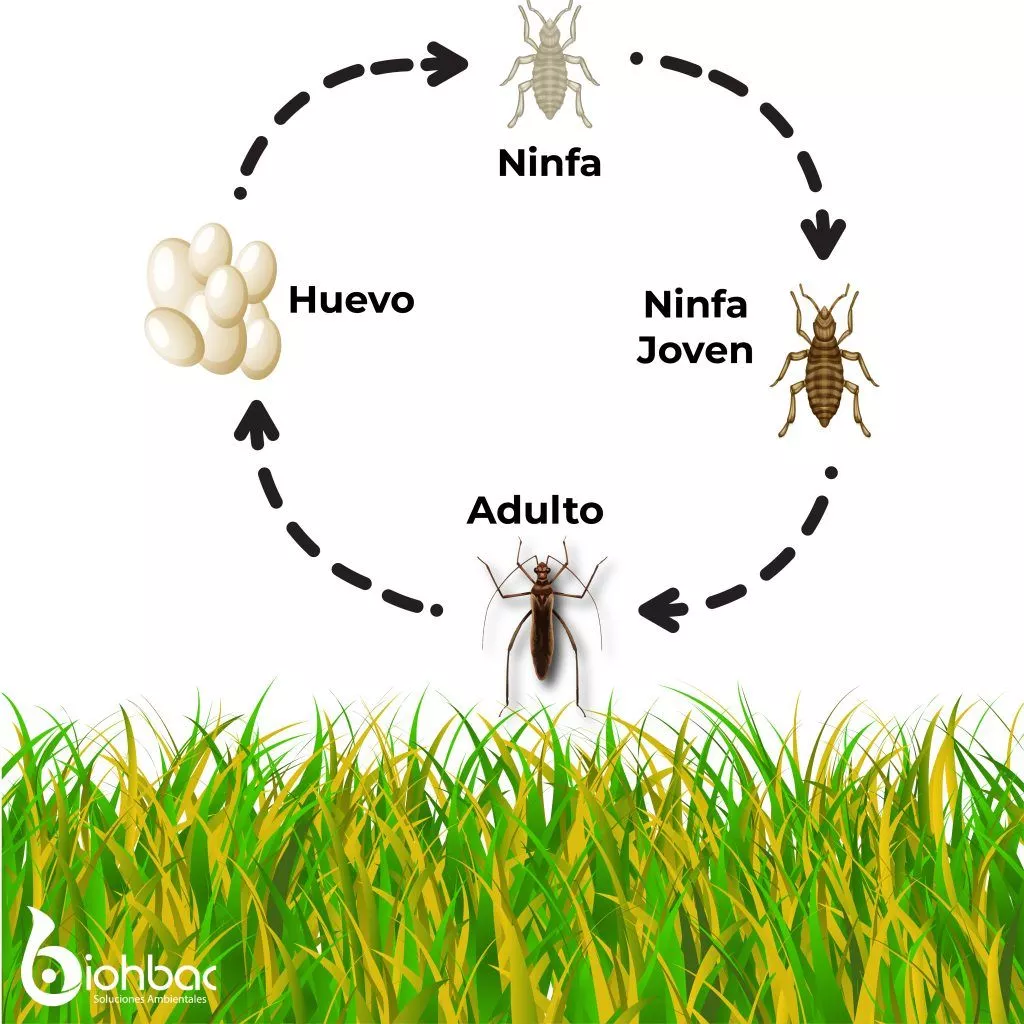Ciclo de vida del chiche