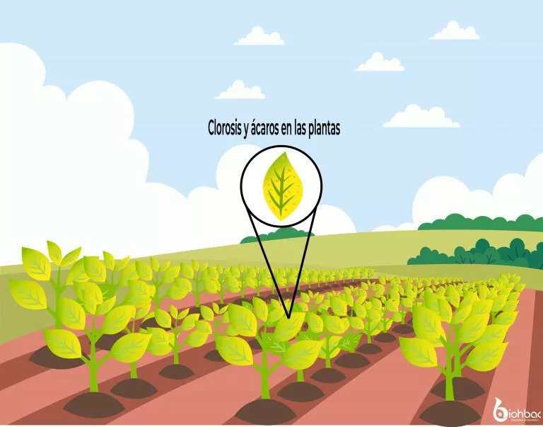 Clorosis en las plantas