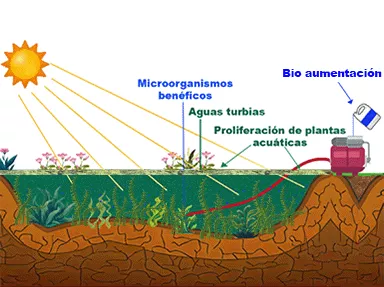 Ilustración bacterias benéficas en reservorio