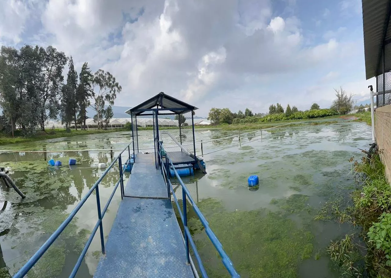 Imagen de un lago artificial con acumulación de algas, agua turbia y sin circulación, previo a la aplicación de soluciones biotecnológicas.