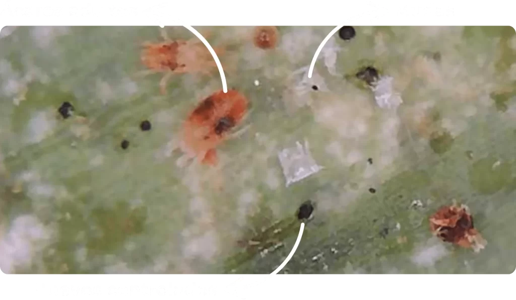 Proceso de control biológico de ácaros en hoja de clavel: se observan adultos, mudas y huevos ya controlados gracias a la acción de bacterias benéficas.