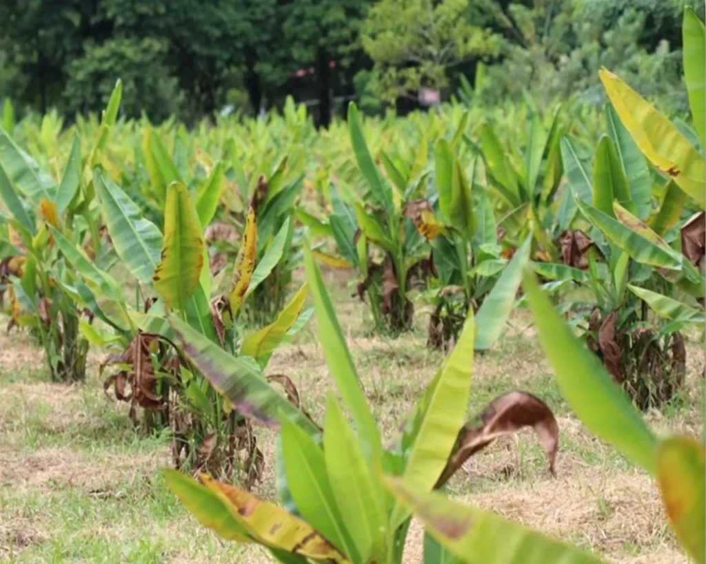 Cultivo de abacá con síntomas visibles de afectación por Fusarium y otros patógenos antes del tratamiento con bacterias benéficas de Biohbac.