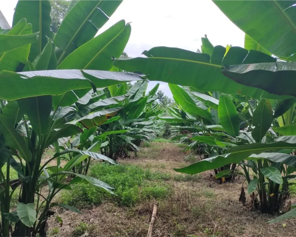 Cultivo de abacá visiblemente recuperado, con plantas vigorosas y sanas tras la aplicación del biotratamiento de Biohbac.