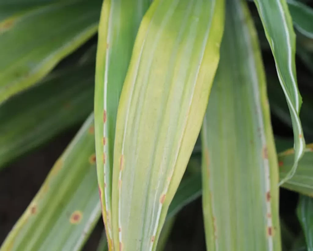 Hoja de dracaena con daños visibles por plagas antes del tratamiento biológico con bacterias benéficas de Biohbac.