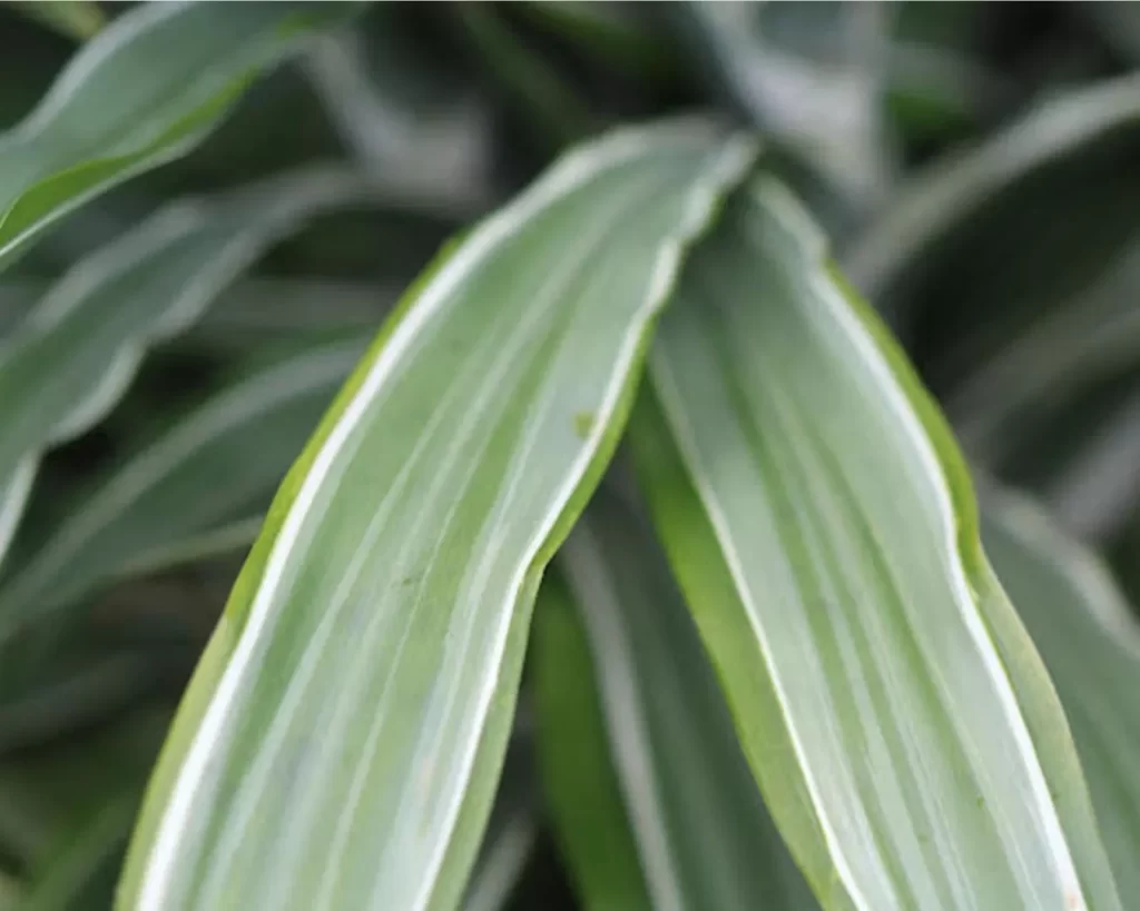 Hoja de dracaena sana y libre de daño, resultado del control indirecto de plagas aplicado con biotecnología de Biohbac.