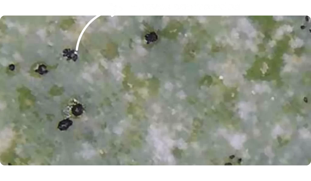 Huevos de ácaros visiblemente controlados sobre la superficie de una hoja de clavel, resultado del proceso de control biológico con bacterias benéficas de Biohbac.